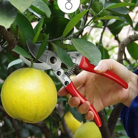 Fruit Tree Pruning Shears