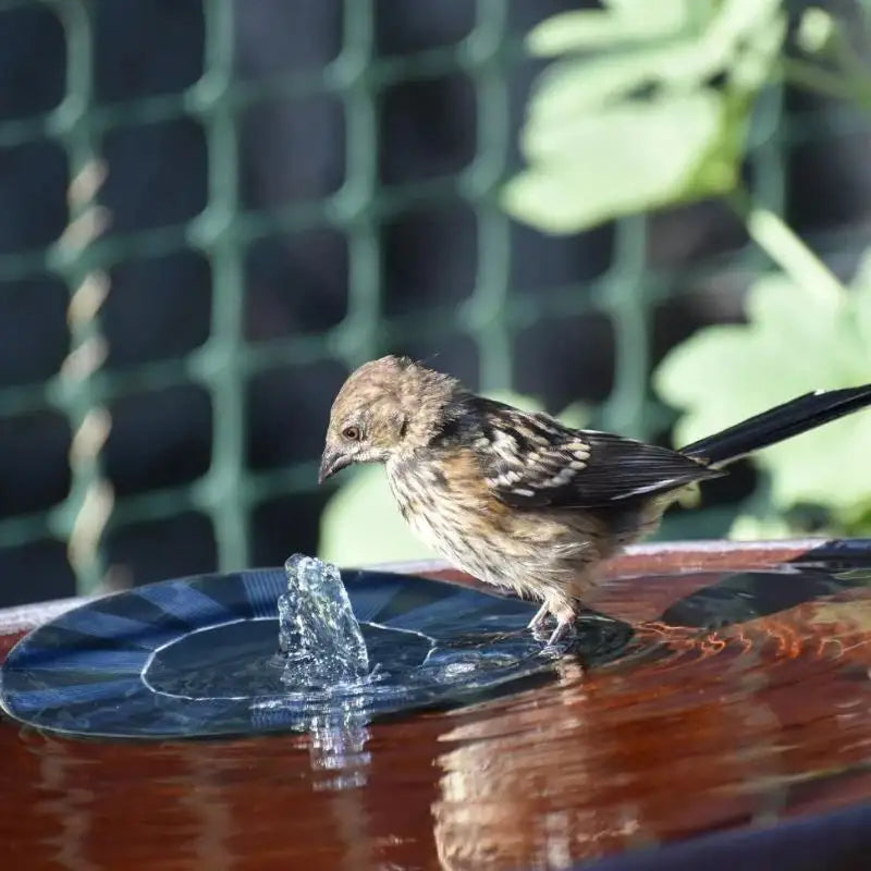 Solar Powered Fountain